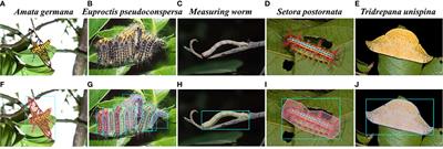 TP-Transfiner: high-quality segmentation network for tea pest